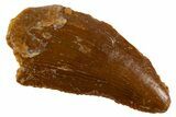 Serrated Raptor Tooth - Real Dinosaur Tooth #305517-1